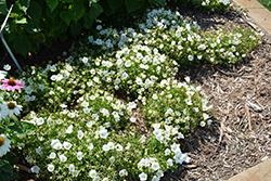 Rapido White Bellflower (Campanula carpatica 'Rapido White') at A Very Successful Garden Center