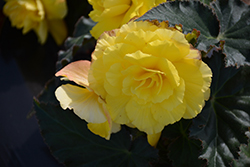Nonstop Yellow with Red Back Begonia (Begonia 'Nonstop Yellow with Red Back') at Lakeshore Garden Centres