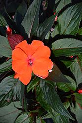 Magnum Orange New Guinea Impatiens (Impatiens 'Magnum Orange') at Lakeshore Garden Centres