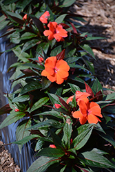 Magnum Orange New Guinea Impatiens (Impatiens 'Magnum Orange') at A Very Successful Garden Center