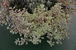 Tricolor Stonecrop (Sedum spurium 'Tricolor') at Lakeshore Garden Centres