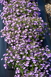 Lobelix Lilac Lobelia (Lobelia 'Lobelix Lilac') at Lakeshore Garden Centres