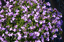 Lobelix Lilac Lobelia (Lobelia 'Lobelix Lilac') at Lakeshore Garden Centres
