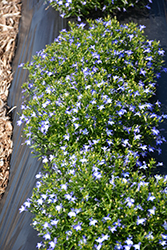Lobelix Blue White Eye Lobelia (Lobelia 'Lobelix Blue White Eye') at A Very Successful Garden Center
