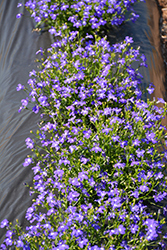 Lobelix Blue Lobelia (Lobelia 'Lobelix Blue') at Lakeshore Garden Centres