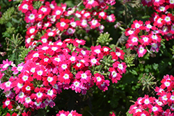 Empress Flair Cherry Charme Verbena (Verbena 'Empress Flair Cherry Charme') at A Very Successful Garden Center
