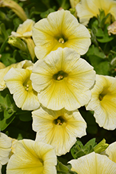 Fortunia Early Yellow Petunia (Petunia 'Fortunia Early Yellow') at Lakeshore Garden Centres