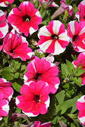 Surprise Pink Touch Petunia (Petunia 'Surprise Pink Touch') at A Very Successful Garden Center