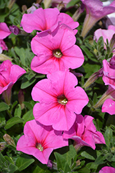 Potunia Plus Pinkalicious Petunia (Petunia 'Potunia Plus Pinkalicious') at A Very Successful Garden Center