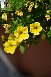 Aloha Yellow Calibrachoa (Calibrachoa 'Aloha Yellow') at Lakeshore Garden Centres