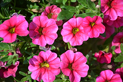 Aloha Hot Pink Calibrachoa (Calibrachoa 'Aloha Hot Pink') at A Very Successful Garden Center