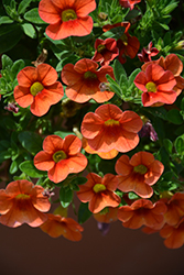 Aloha Hot Orange Calibrachoa (Calibrachoa 'Aloha Hot Orange') at Golden Acre Home & Garden