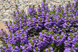 Purple Haze Fan Flower (Scaevola aemula 'Purple Haze') at A Very Successful Garden Center