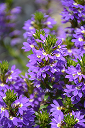 Purple Haze Fan Flower (Scaevola aemula 'Purple Haze') at A Very Successful Garden Center