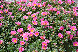 Pazzaz Sweet Pink Portulaca (Portulaca oleracea 'Pazzaz Sweet Pink') at A Very Successful Garden Center