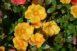 Pazzaz Vivid Yellow Portulaca (Portulaca oleracea 'Pazzaz Vivid Yellow') at A Very Successful Garden Center