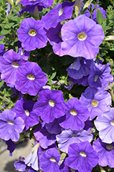 Classic Blue Ray Petunia (Petunia 'Classic Blue Ray') at A Very Successful Garden Center