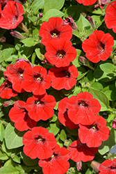 Littletunia Bright Red Petunia (Petunia 'Littletunia Bright Red') at A Very Successful Garden Center
