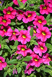 Noa Happy Pink Calibrachoa (Calibrachoa 'Noa Happy Pink') at A Very Successful Garden Center