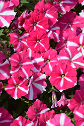 ColorRush Pink Star Petunia (Petunia 'Balcushpar') at A Very Successful Garden Center