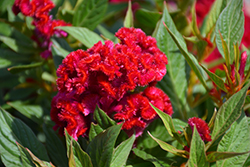 Twisted Red Celosia (Celosia cristata 'Twisted Red') at Lakeshore Garden Centres