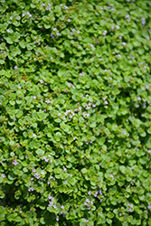 Mini Mint Ornamental Mint (Mentha requienii 'Mini Mint') at A Very Successful Garden Center