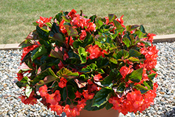 Megawatt Red Green Leaf Begonia (Begonia 'Megawatt Red Green Leaf') at A Very Successful Garden Center