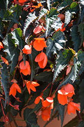 California Sunlight Begonia (Begonia boliviensis 'California Sunlight') at Lakeshore Garden Centres