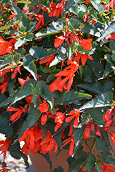 Mistral Orange Begonia (Begonia boliviensis 'KLEBG13461') at A Very Successful Garden Center