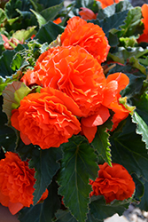 Nonstop Orange Begonia (Begonia 'Nonstop Orange') at The Mustard Seed