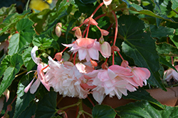 Belleconia Apricot Blush Begonia (Begonia 'Belleconia Apricot Blush') at A Very Successful Garden Center