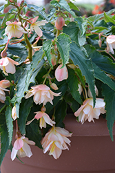 Belleconia Cream Begonia (Begonia 'Belleconia Cream') at A Very Successful Garden Center