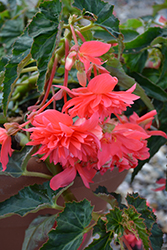 Belleconia Rose Begonia (Begonia 'Belleconia Rose') at A Very Successful Garden Center