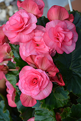 Solenia Dusty Rose Begonia (Begonia x hiemalis 'Solenia Dusty Rose') at A Very Successful Garden Center