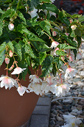 Belleconia Snow Begonia (Begonia 'Belleconia Snow') at A Very Successful Garden Center