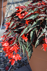 Summerwings Dark Elegance Begonia (Begonia 'Summerwings Dark Elegance') at Lakeshore Garden Centres