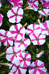 Peppy Pink Petunia (Petunia 'Peppy Pink') at A Very Successful Garden Center