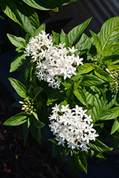HoneyCluster White Star Flower (Pentas lanceolata 'Honey Cluster White') at A Very Successful Garden Center