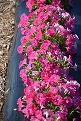 Picobella Pink Petunia (Petunia 'Picobella Pink') at A Very Successful Garden Center