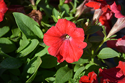 Whispers Red Petunia (Petunia 'Whispers Red') at A Very Successful Garden Center