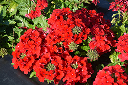 Magelana Red Verbena (Verbena 'Magelana Red') at A Very Successful Garden Center