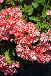 Magelana Red Star Verbena (Verbena 'Magelana Red Star') at A Very Successful Garden Center
