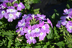 Magelana Twister Purple Verbena (Verbena 'Magelana Twister Purple') at A Very Successful Garden Center