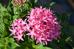 BeeBright Pink Star Flower (Pentas lanceolata 'BeeBright Pink') at Lakeshore Garden Centres
