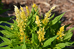 Kelos Atomic Fire Yellow Celosia (Celosia 'Kelos Atomic Fire Yellow') at Lakeshore Garden Centres