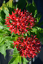 Graffiti OG Red Velvet Star Flower (Pentas lanceolata 'Graffiti OG Red Velvet') at Lakeshore Garden Centres