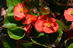 Sprint Plus Orange Begonia (Begonia 'Sprint Plus Orange') at A Very Successful Garden Center