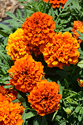 Fireball Marigold (Tagetes patula 'Fireball') at A Very Successful Garden Center