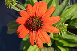 Kismet Intense Orange Coneflower (Echinacea 'TNECHKIO') at A Very Successful Garden Center