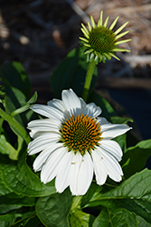 Feeling White Coneflower (Echinacea purpurea 'Feeling White') at A Very Successful Garden Center